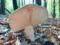 Kékhátú galambgomba (Russula cyanoxantha), Őrség